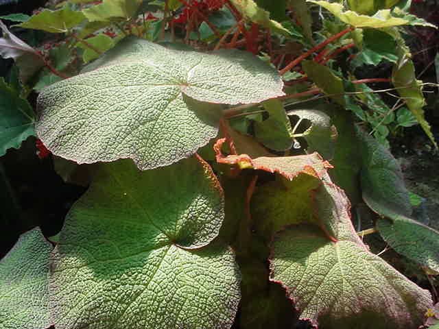 B. ‘Bigger Bloomer’